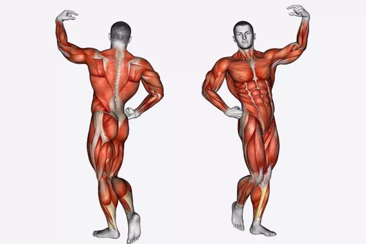 Человек рост мышц