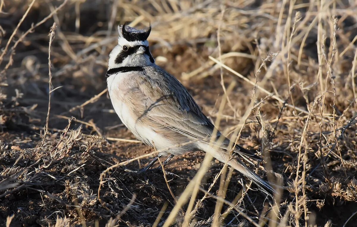 Https tatarica org. Белогорлый рогатый Жаворонок. Eremophila alpestris. Тундровый рогатый Жаворонок. Белогорлый рогатый Жаворонок в Оренбургской области.