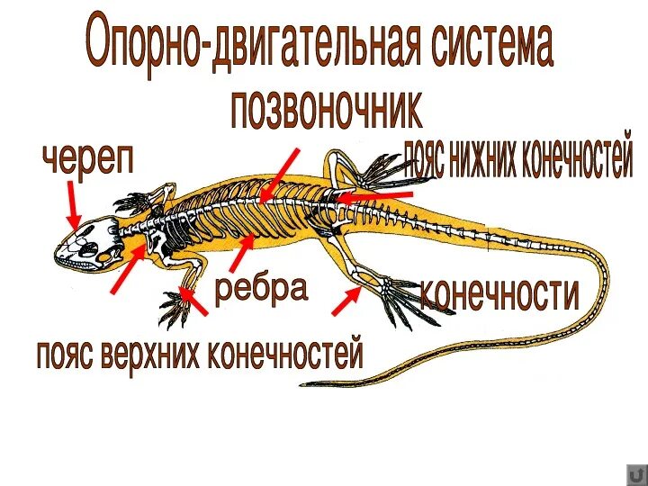 Строение рептилий кратко. Внутренне строение пресмыкающих. Внутренне строение пресмыкающихся. Внутреннее строение ящерицы. Внутреннее строение рептилий.