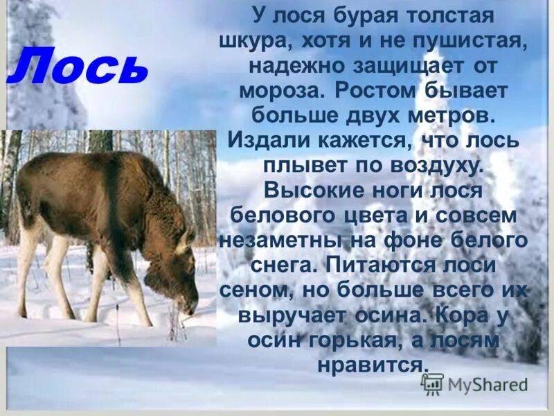 Лоси чему учит