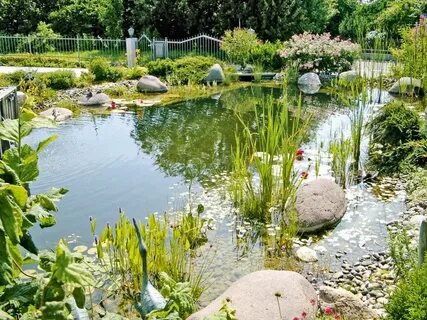 Городской пруд это естественный водоем
