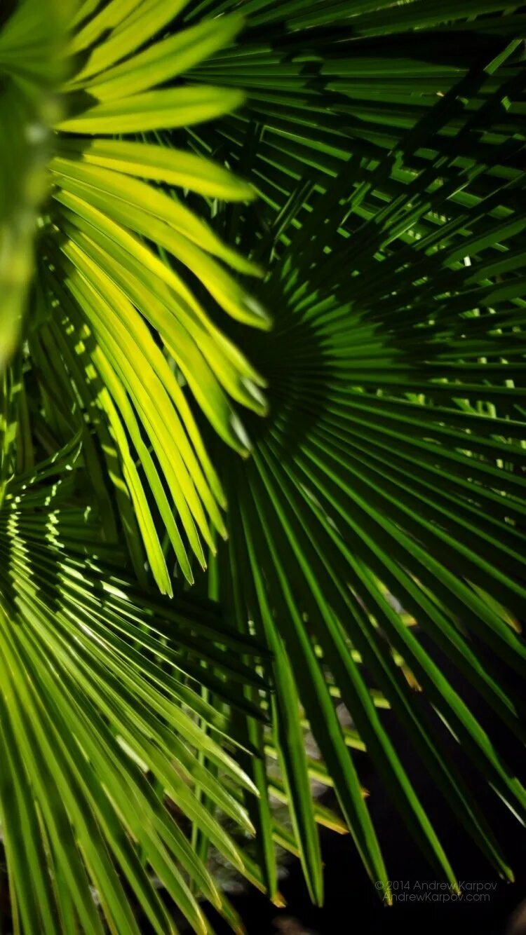 Телефоны верти. Красивые картинки на фон телефона. Телефоны верти. Vertu 2022. Старый телефон.