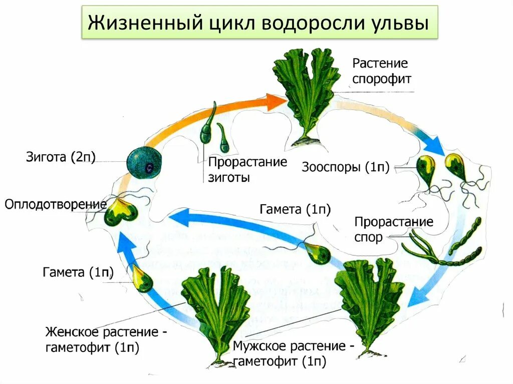 Преобладающее поколение у водорослей. Жизненный цикл многоклеточных водорослей схема. Циклы споровых водорослей. Жизненный цикл зеленых водорослей схема ЕГЭ. Жизненный цикл зеленых водорослей схема.