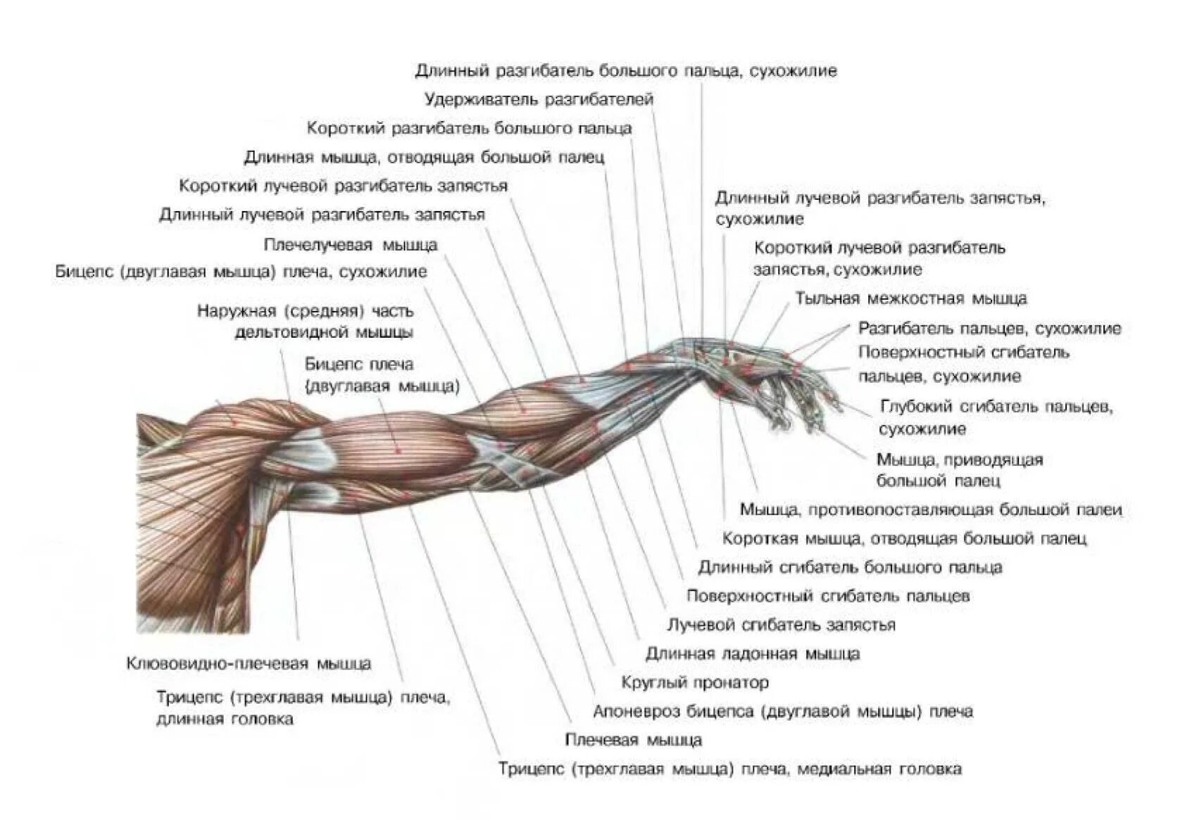 Анатомия мышц рук человека. Мышцы руки анатомия человека. Мышцы руки схема. Мышцы руки и плеча схема. Строение бицепса руки анатомия.