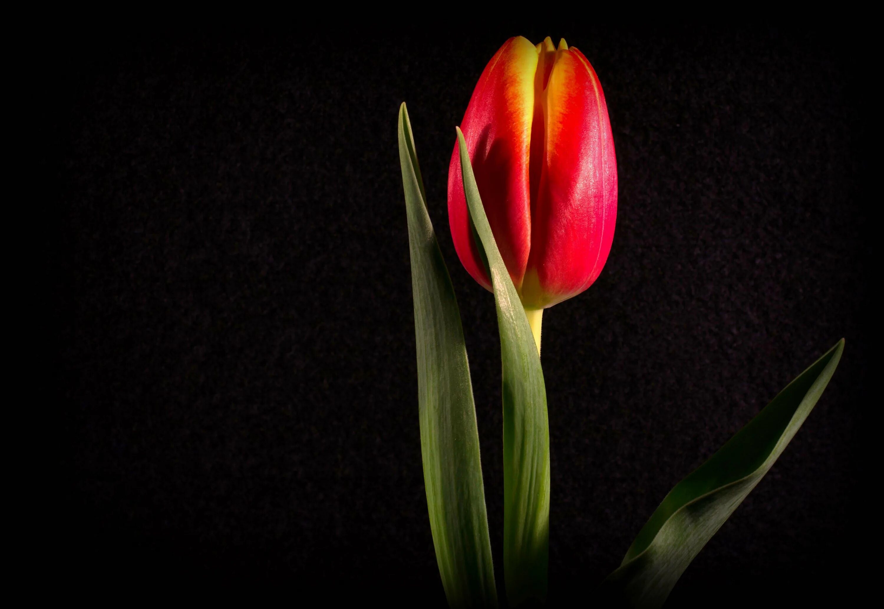 3 красных тюльпана. Красные тюльпаны. Тюльпаны на черном фоне. Тюльпаны на темном фоне. Бутон тюльпана.