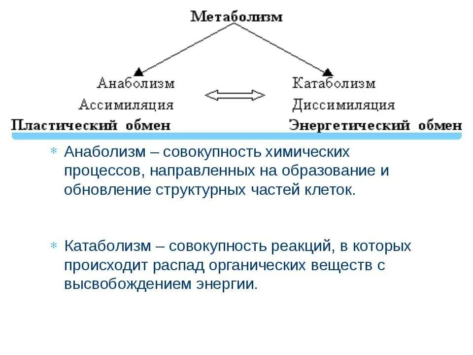 Биология 9 класс обмен