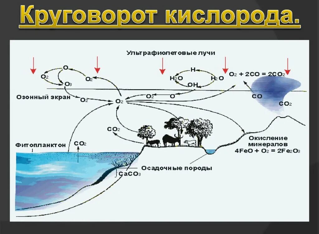 Круговорот кислорода схема. Круговорот веществ кислорода схема. Биогеохимический цикл кислорода. Круговорот кислорода в природе. Важную роль накопления кислорода в атмосфере играют