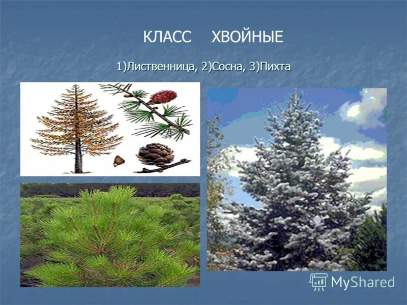 сосна обыкновенная пиния. сообщение о шишках. сосна описание дерева. хвойными породами (сосна, ель, лиственница, пихта, кедр). сосна доклад.