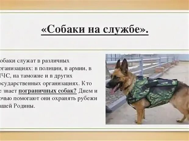 Как собаки служат человеку назови несколько. Служебные собаки на службе. проект про собак. проект служебные собаки. собаки для службы презентация.