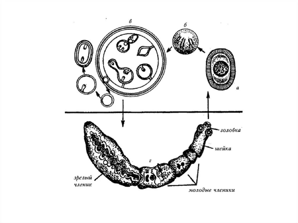 Личиночная форма эхинококка. Жизненный цикл ленточных червей эхинококк. Онкосфера эхинококка. Половозрелая особь эхинококка строение. Яйцо с онкосферой