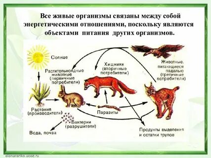 Роль организмов в мире