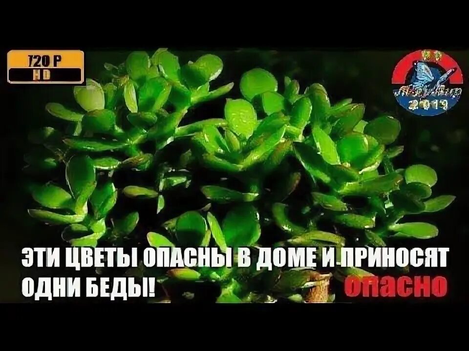 Домашние цветы приносящие в дом счастье. Цветы которые приносят счастье. Домашние цветы приносящие в дом счастье. Цветы приносящие счастье и любовь. Какой цветок приносит счастье.