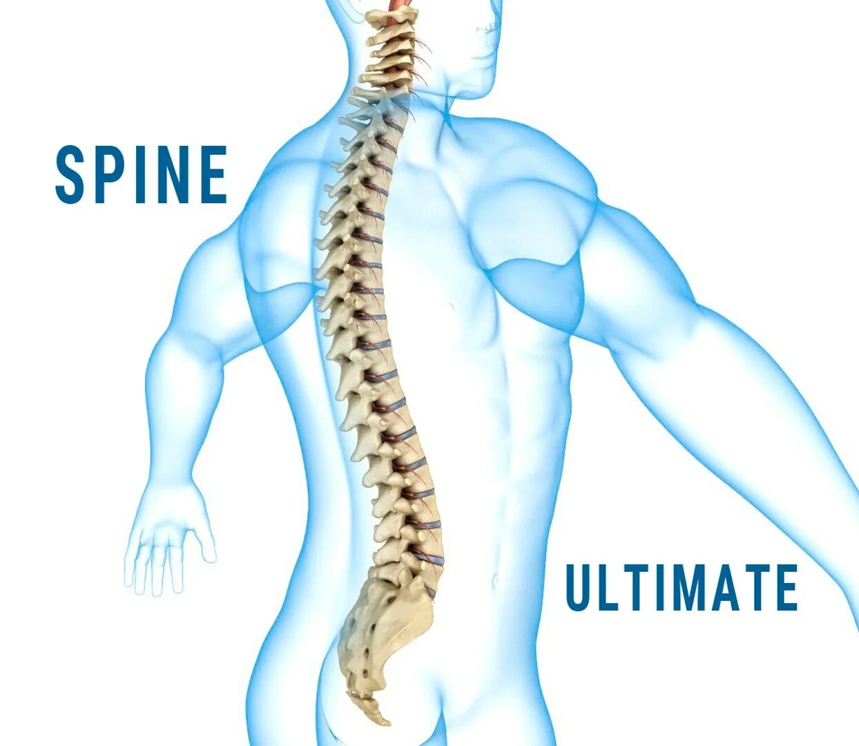 Spine дата выхода