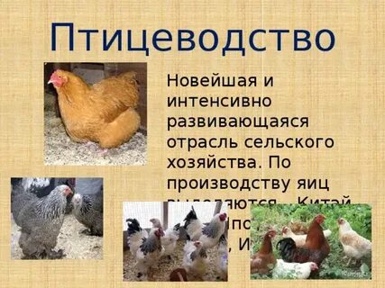 Птицеводство 4 класс