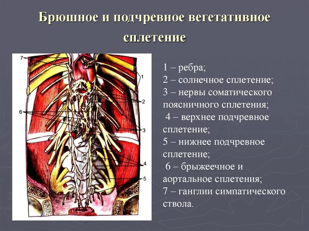 Вегетативные нервные сплетения забрюшинного пространства. Нервные сплетения брюшной полости. Верхнее и нижнее подчревные нервные сплетения. Чревное сплетение анатомия.