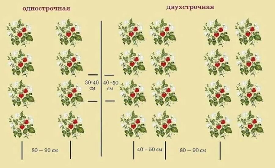 Какое расстояние между рядами клубники