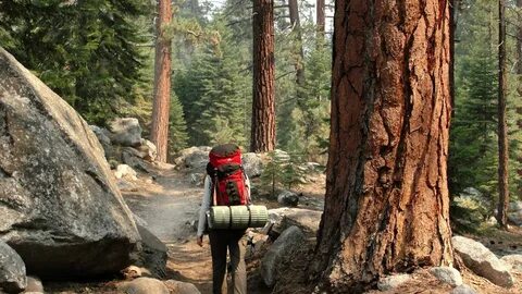Hard times at sequoia state park