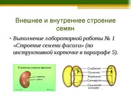 Состав семян биология