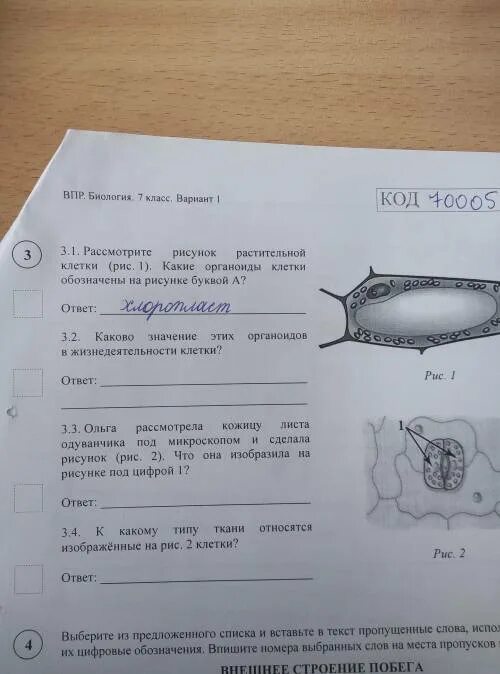 Клетка впр. Растительная клетка строение ВПР. ВПР по биологии 5 класс клетка. Строение клетки ВПР. Структура клетки ВПР биология.