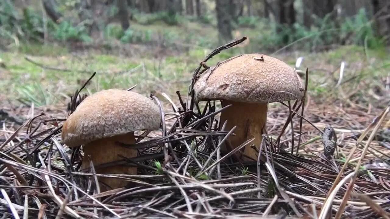 Грибы куршской косы. Гриб косоножка. Собирать грибы на куршской косе. Золотистый боровик на куршской косе. Собирать грибы на куршской косе.