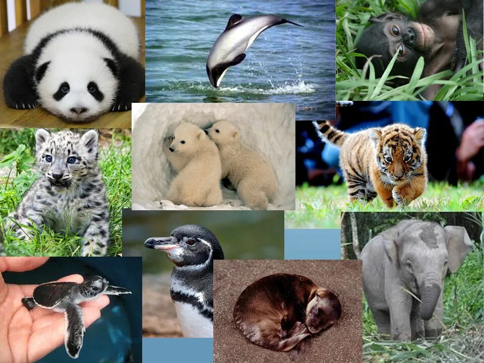 Animals should be protected. Показать фотографии детенышей утконоса. умный ребёнок. животные.  baby iq. animals. [2009,. bone emily &quot;baby animals&quot;.