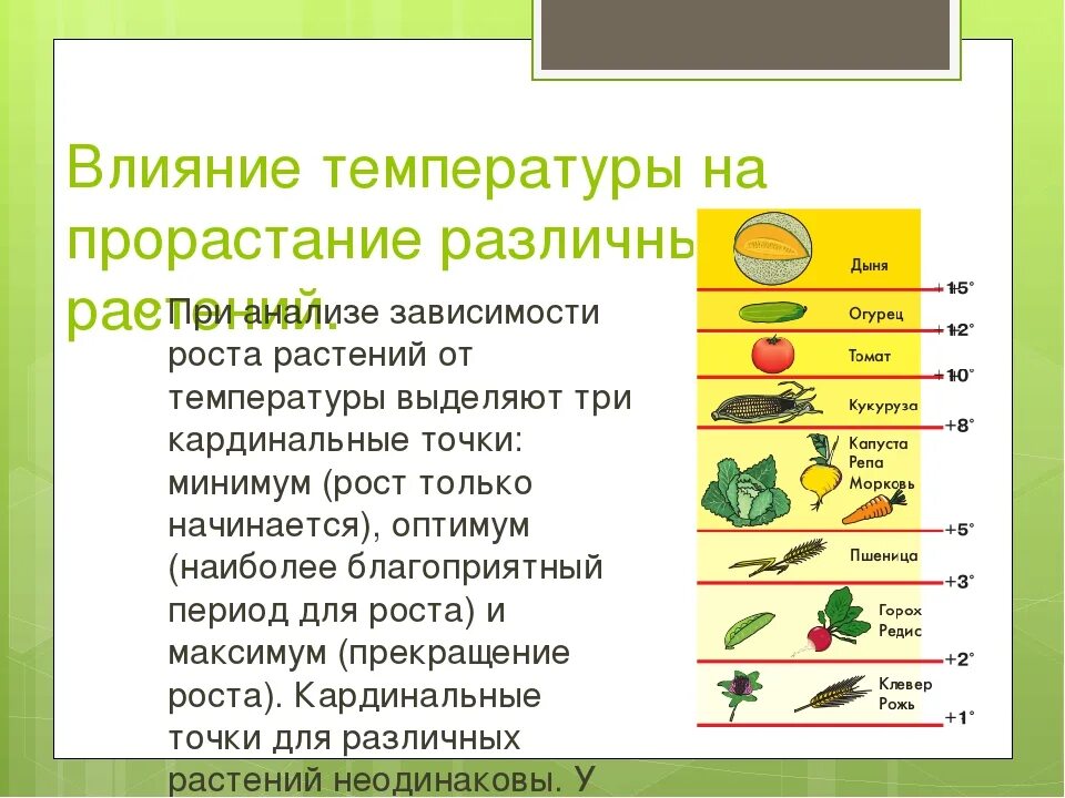 Влияние какого условия развития проростков. Влияние температуры на прорастание семян. Что влияет на температуру прорастания семян. Как температура влияет на прорастание семян. Как температура влияет на рост растений.