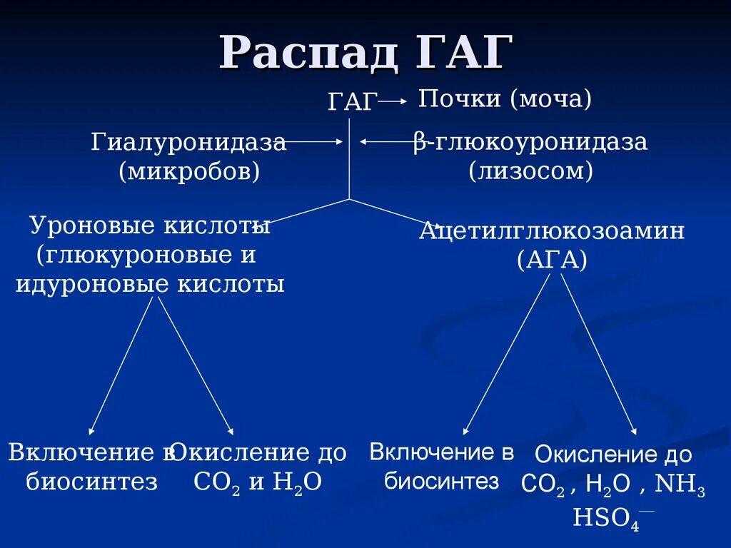 Распад Гаг биохимия. Строение Гаг биохимия. Распад гликозаминогликанов биохимия. Синтез Гаг биохимия.