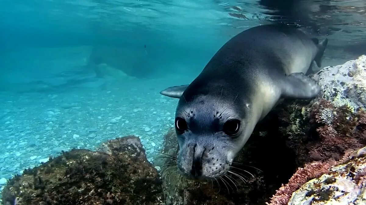 pinnipeds week #1 Animales, Submarino, Leon marino