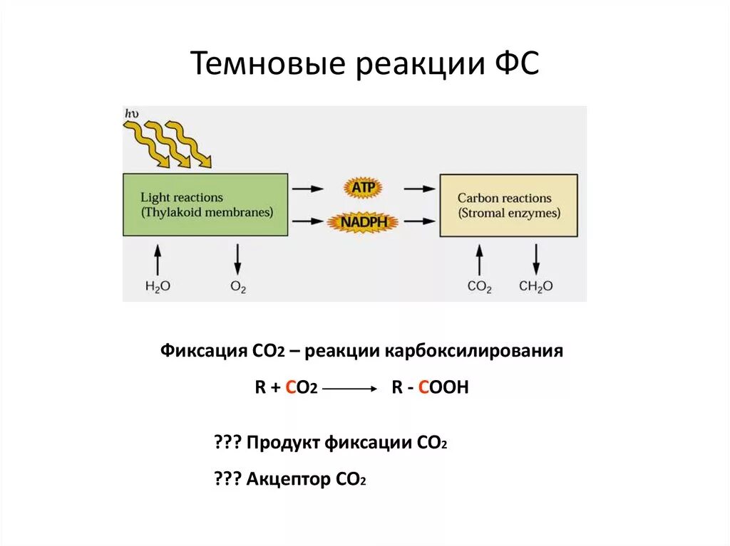 Темновая реакция. Темновые реакции. Ксантро темновая реакция. Процесс поглощения сo2. Темновая реакция конечная.