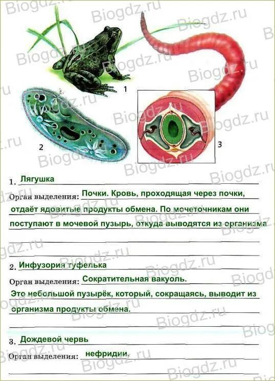 Какие -животные изображены на рисунке какие у них органы выделения. Рабочая тетрадь по биологии 9 класс органы кровообращения. У изображенного на рисунке животного органами выделения является. Краткая характеристика выделительных органов лягушки 6 класс.