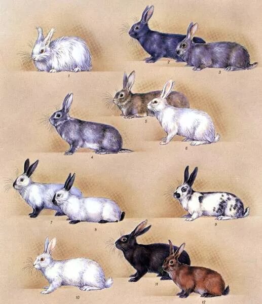 На рисунке изображены горностаевые кролики. Русский горностаевый кролик. Советский горностаевый кролик. Кролик Стрекач. Строгачи кролики.