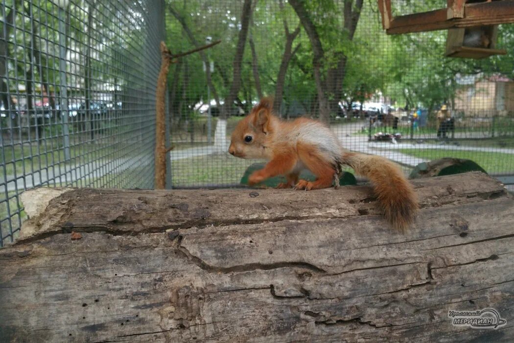 Белка в зоопарке. Белочка в зоопарке. Московский зоопарк белка. Белка с бельчатами. Домик для семьи белок.