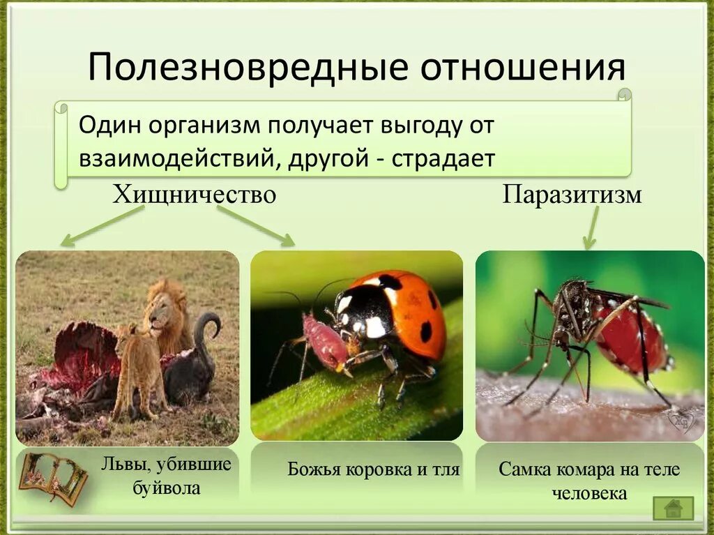 Корова человек тип биотических. Полезновредные биотические связи. Типы взаимоотношений хищничество паразитизм. Полезно-вредные взаимоотношения между организмами примеры. Взаимоотношения животных.