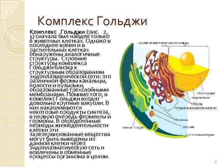 Гольджи ферменты. Комплекс Гольджи клеточный центр деление клетки. Комплекс Гольджи у клеток животных. Комплекс Гольджи транс сеть. Состав комплекса Гольджи.