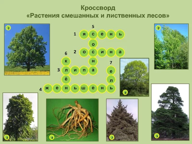 Хвойное 6 букв. Смешанные и лиственные леса. Растения смешанного леса. Растения в лиственных лесах. Хвойные и смешанные леса растения.