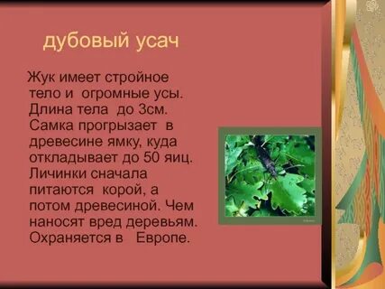 Экологическое описание дубового усача