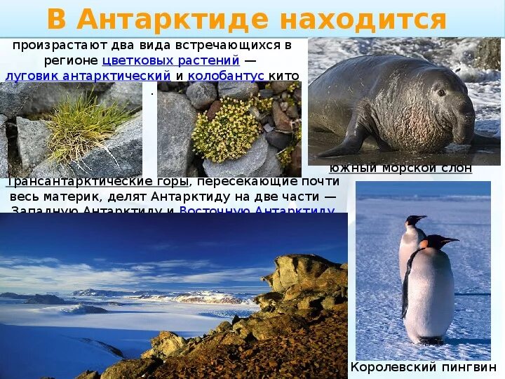 Органический мир материка антарктиды. Растительный и животный мир антарктиды. антарктика животные и растения. материк антарктида животные и растения. эндемики антарктиды.