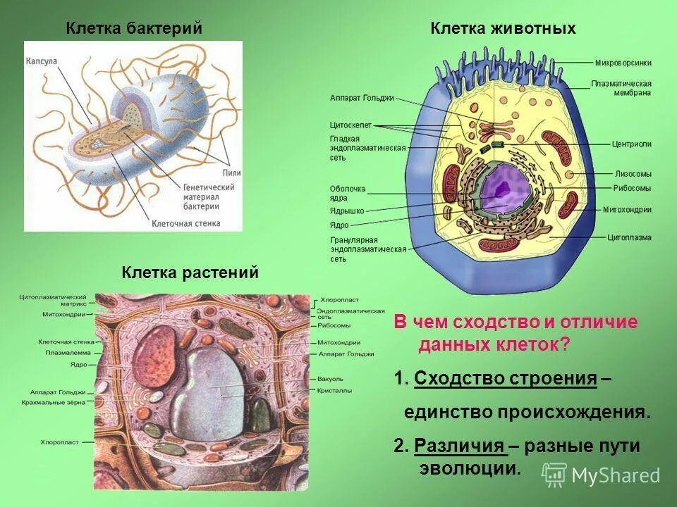 Чем строение отличается от строения бактерии. Отличие клетки бактерии от клетки растения животных и грибов. органеллы бактерий , животных ,. строение растительной животной и бактериальной клетки. различие клеток растений и животных и бактерий.