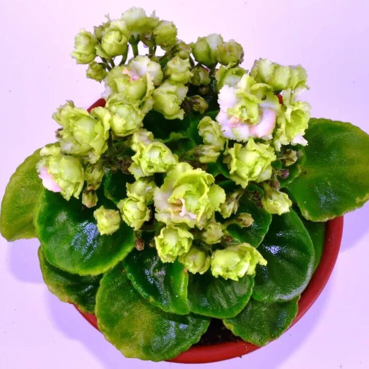 African violet -Saintpaulia - RS - Ledianaia Roza sport - one leaf - green! Afri