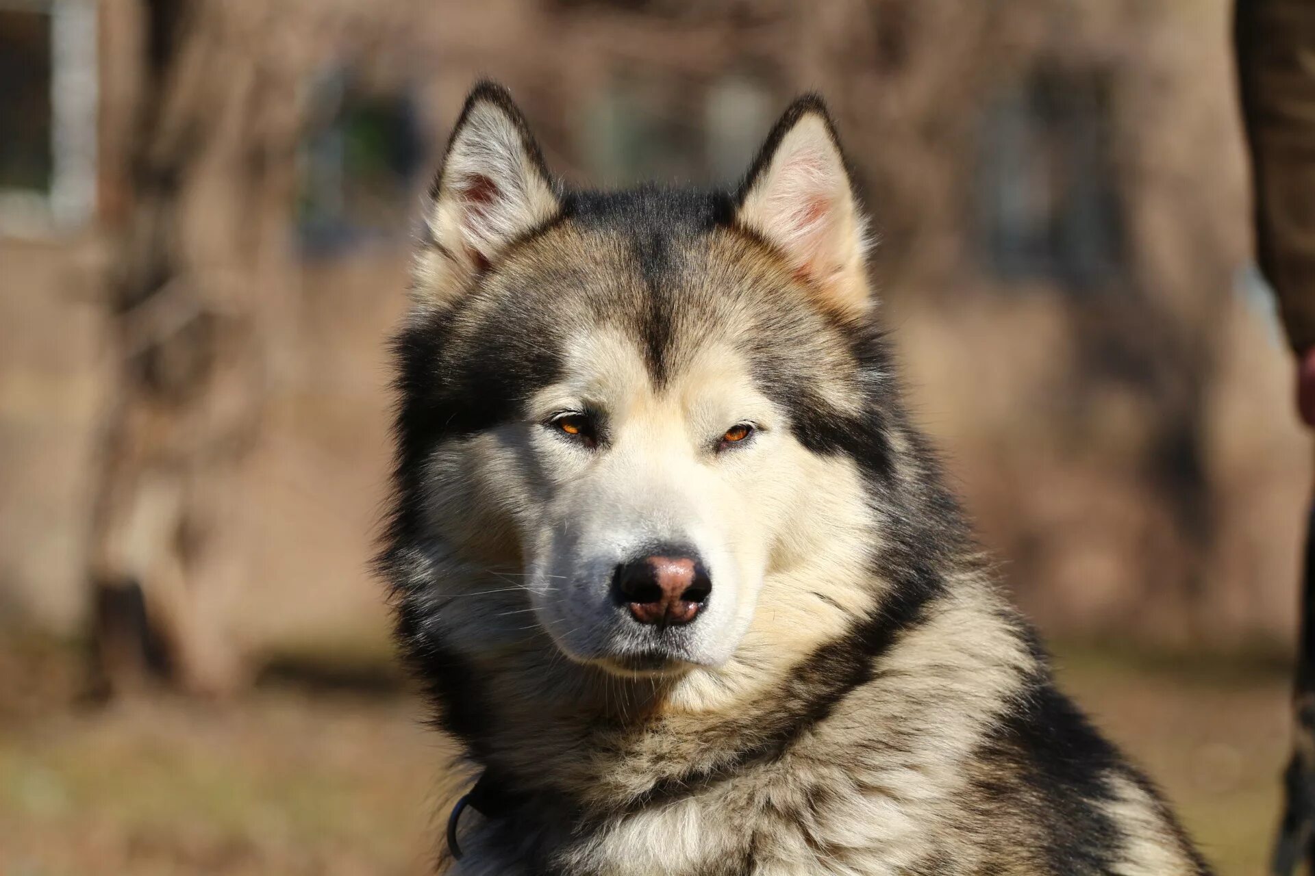 Беламт. Монгольский маламут. Эна баламут. Баламут это человек. Баламут 3.