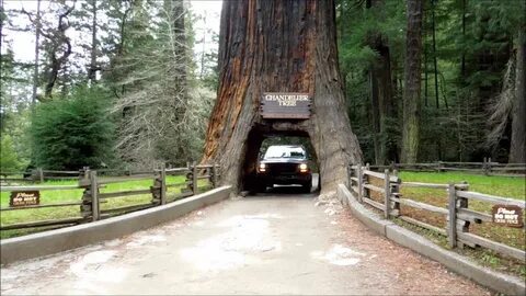Hard times at sequoia state park