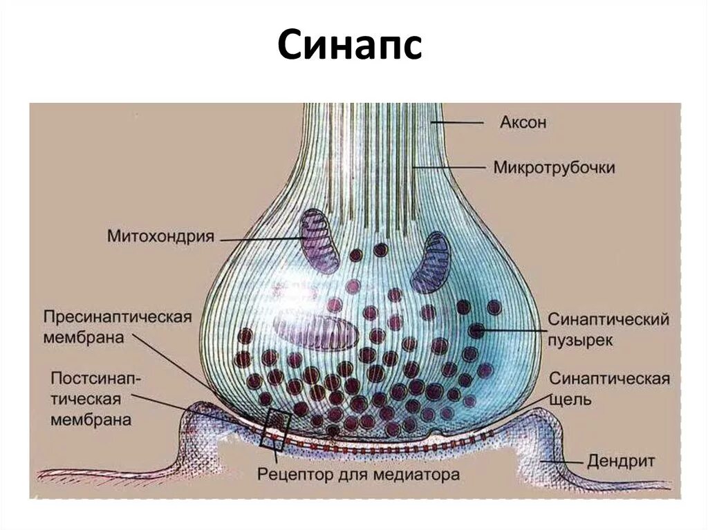 Синапс представляет собой. Строение синапса пресинаптическая мембрана. строение химического синапса физиология. строение и строение синапса.