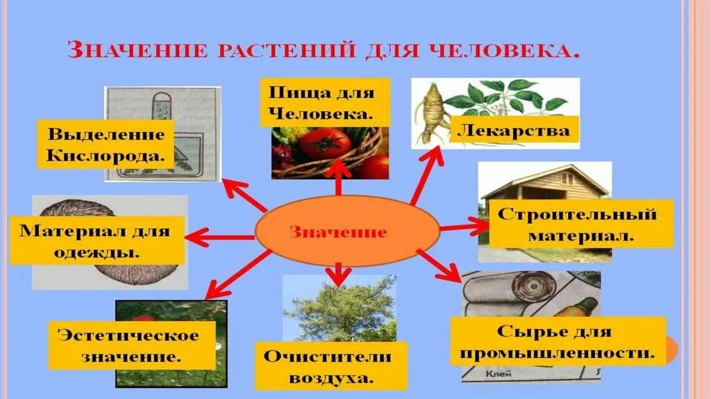 Биология 5 класс значение растений в природе. Важность растений в жизни человека. Роль растений в природе и жизни человека. Значение растений. Многообразие и значение растений..