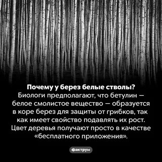 Почему у березы белый ствол