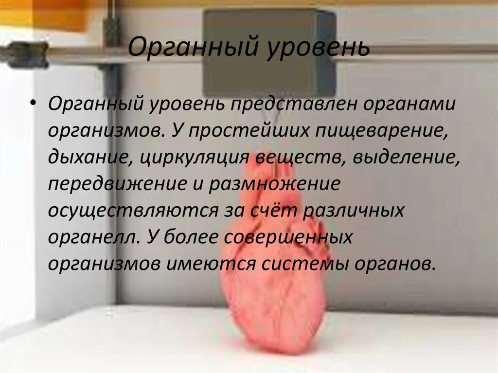 Органный уровень организации жизни. Компоненты органного уровня. Органный уровень уровень это. Органный уровень организации жизни процессы.