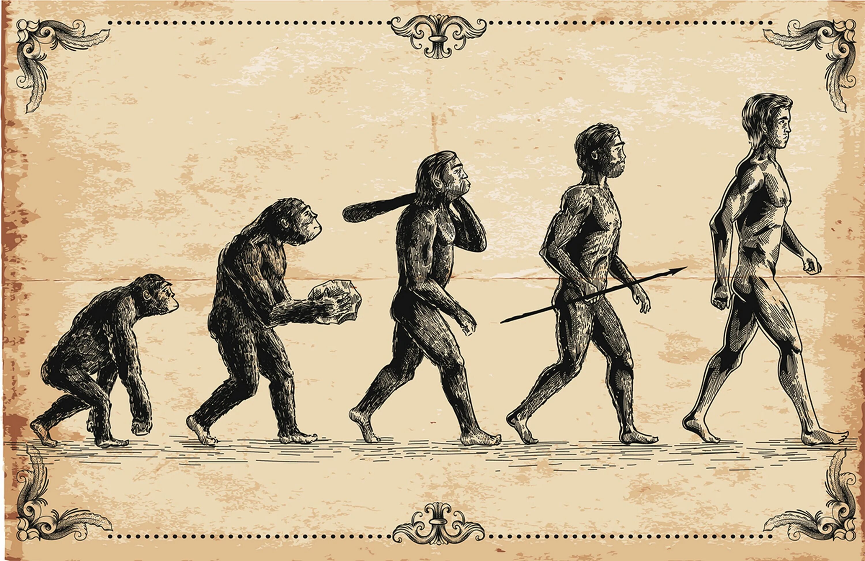 Предки людей жили на земле. Эволюция человека homo sapiens. Теория Дарвина о эволюции человека.