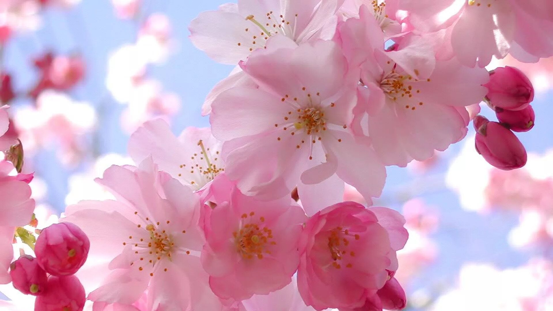 Черри блоссом цветок. Pink cherry blossom. Pink cherry blossom. Яблоня черри блоссом. Pink cherry blossom.
