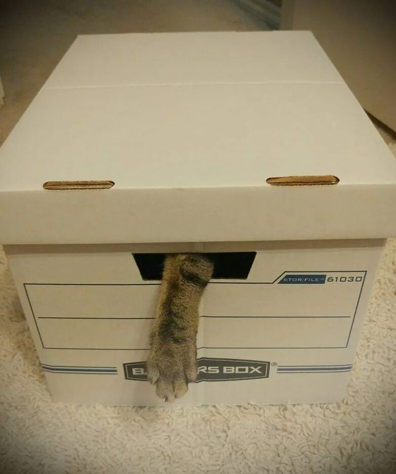 коробка с лапками. котенок в коробочке. коробка для кота. интерактивная игрушка копилка. копилка "кот-воришка".
