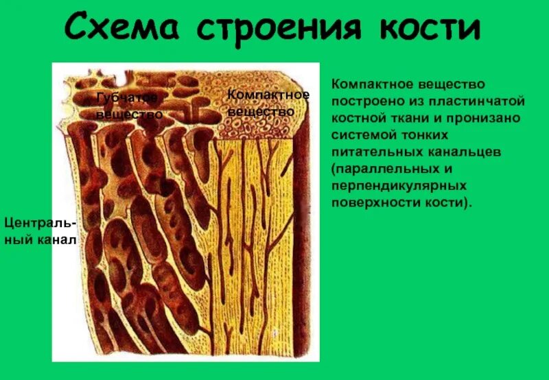 Костная ткань компактное вещество губчатое вещество. Губчатая костная ткань костная ткань. Компактная костная ткань губчатая костная ткань. Пластинчатая трабекулярная костная ткань.