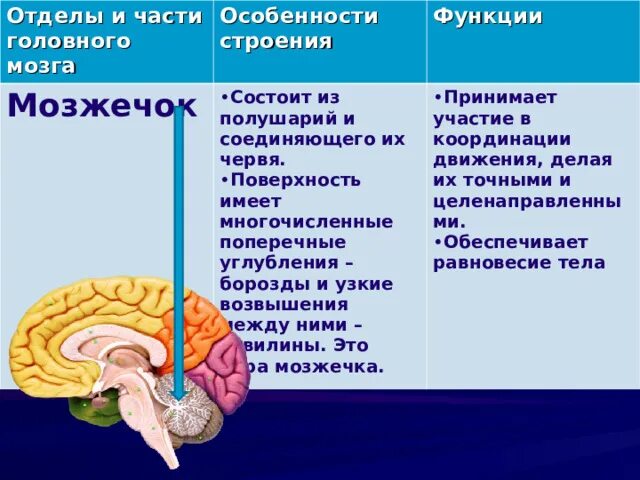 Функции мозга по отделам. Отделы мозга по порядку. Задачи анатомии ЦНС. Методичка по ЦНС анатомия.